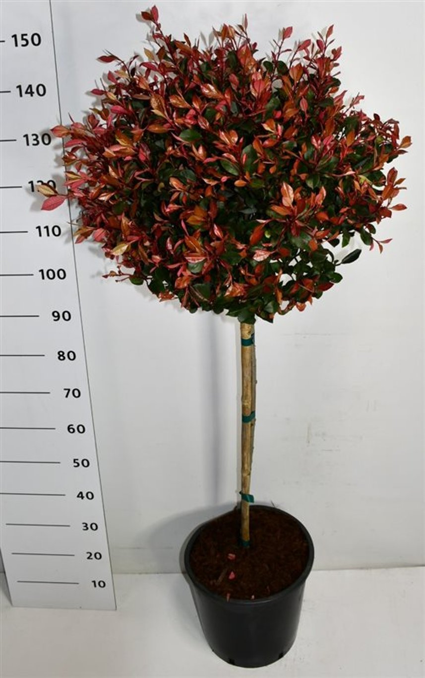 Photinia fras. 'Little Red Robin' - 90 CM Stem C20
